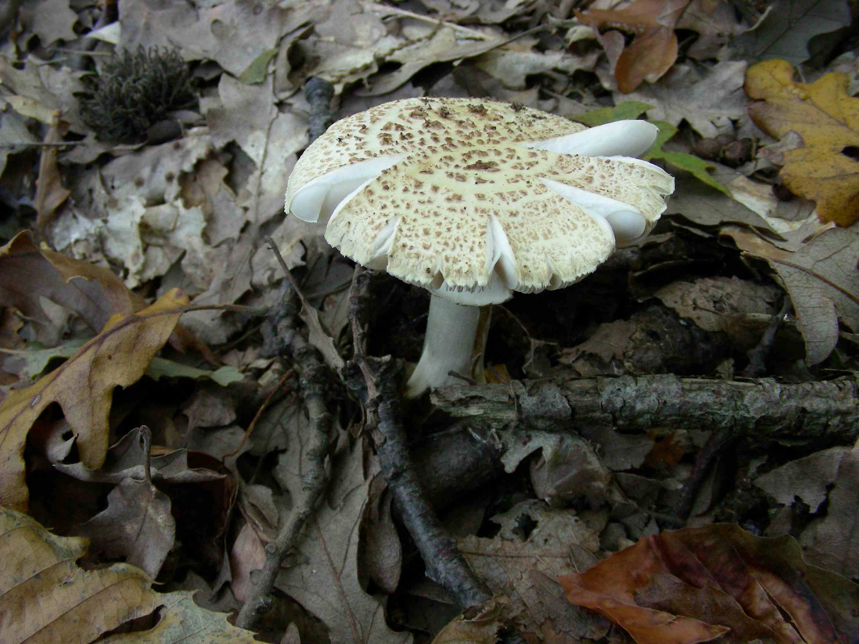 1137 Ottobre vecchio ritrovamento